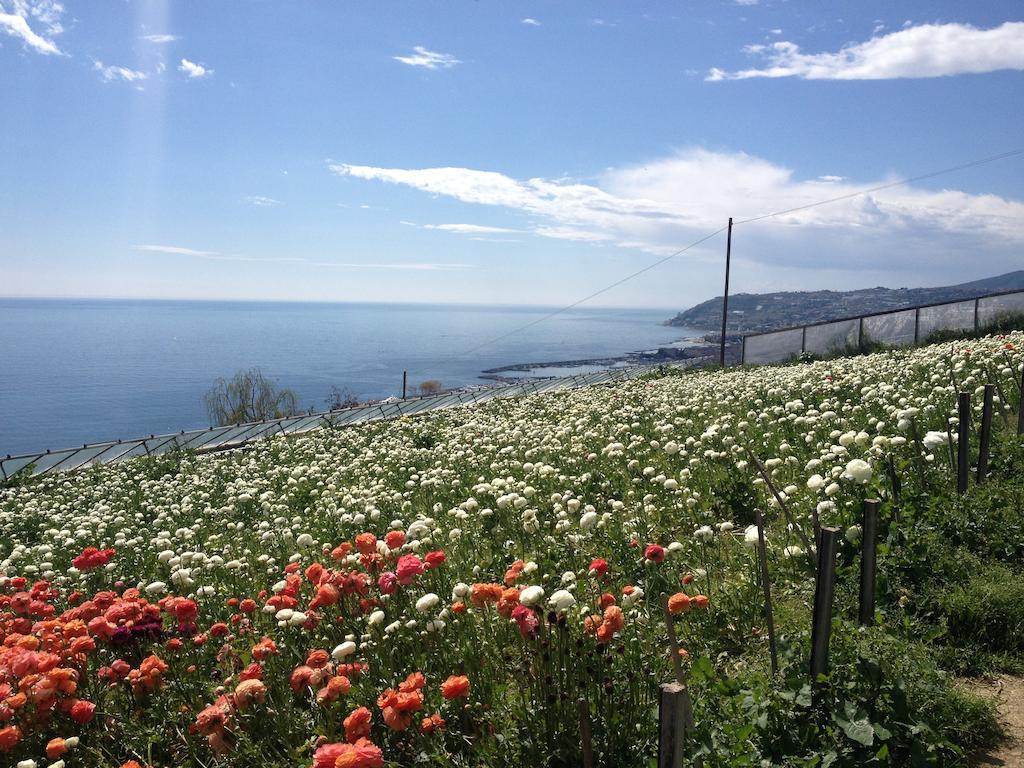 Villa Mont Des Oliviers Citra-8055Lt-1805 E 1807 San Remo Buitenkant foto